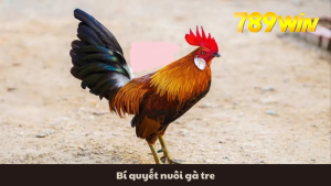 Bí quyết nuôi gà tre