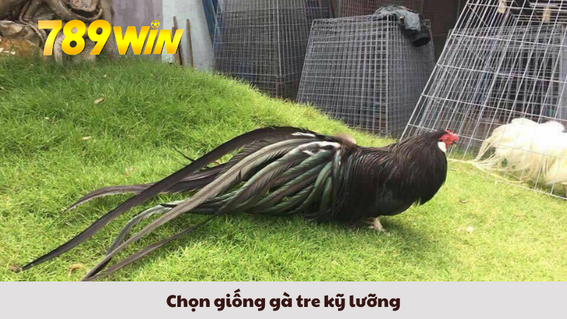 Chọn giống gà tre kỹ lưỡng