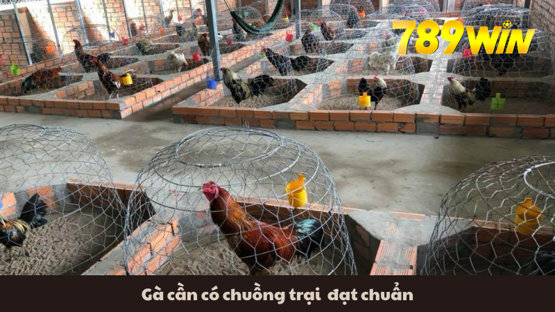 Gà cần có chuồng trại đạt chuẩn