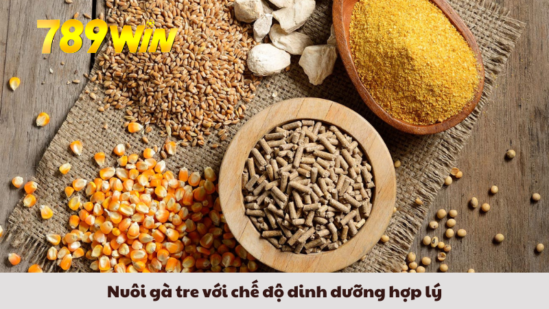 Nuôi gà tre với chế độ dinh dưỡng hợp lý